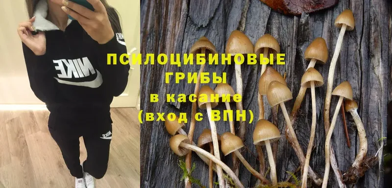 Псилоцибиновые грибы Psilocybine cubensis  Спасск-Рязанский 